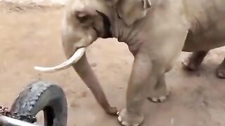 Elephant returns a little kid’s shoe that fell into its enclosure.. ????