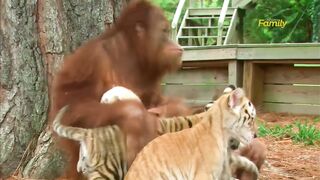 Orangutan Babysits Tiger Cubs (AnimalsMedia.com)
