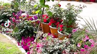 Gardan ???????? flower