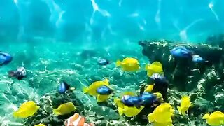Beautiful fish
