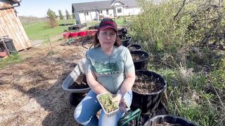GROWING ONIONS IN A COLD CLIMATE ???????? Follow These Tips