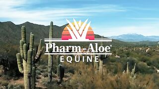 Pharm Aloe at the Scottsdale Arabian Horse Show 2024