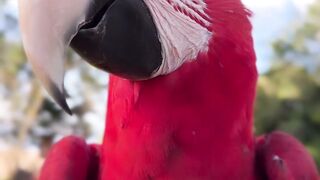 Mundo animal