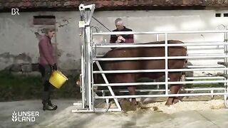 Mobile Schlachtung mit Metzger am Bauernhof Ein neuer Weg in der Landwirtschaft Unser Land BR