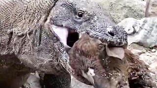 The way of komodo eating goat head