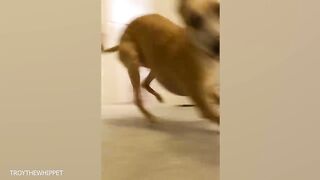 Dog Funny Video