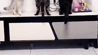 comedy videos of cats and dogs very very comedy cat videos dog funny moments short video