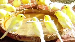 صباح الخير