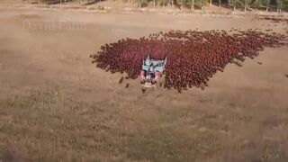 Chicken Farm - How 9 Million Clean Chicken Are Raised for Meat & Eggs