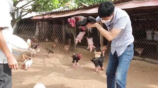 Chicken Farm - Why this breed of chicken have such giant leg   Mutant Chicken