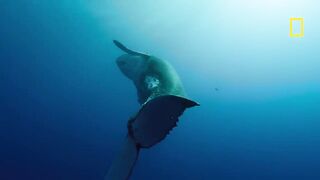 Underwater Sea Life magnificent whales moments