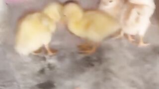 Duck say duckling