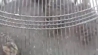 In the cage