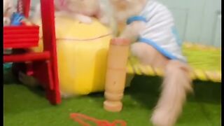 Cat funny videos