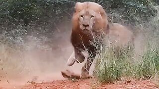lion style