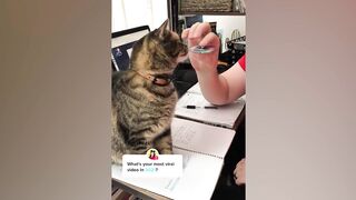 Cats and Dogs 2022 / Funniest Animals