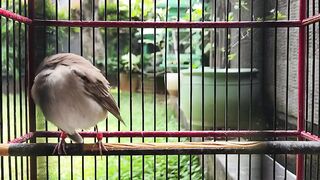 Song of the Luscinia megarhynchos , Kicau burung sikatan londo