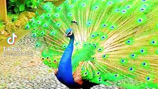 BEAUTIFUL PEACOCK