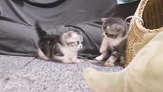Baby cats.cute and funny  cat videos compilation #64/aww animals