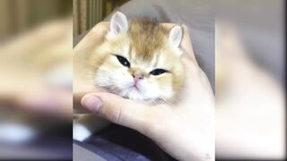 Baby Cats - Cute and Funny Cat Videos Compilation #1. / Irfan05