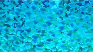 Fish water