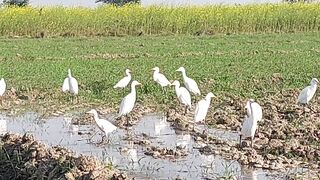 Amazing Birds