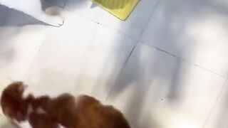 Cats funny fights/funny cat fight