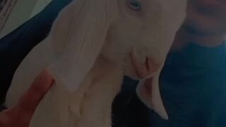 Animal loves