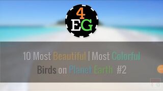 Top 10 very very beautiful birds sunny2917