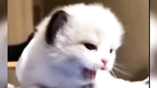 Best Funny Baby Cats Videos 2022 ???? - Funniest Cats Videos ???????? #P11