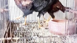 Hen's