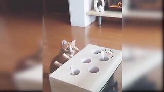 Cat Reaction to Playing Toy - Funny Cat Toy Reaction Compilation