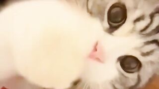 Funny cats ????????????#comedy #P12