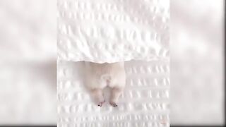 Baby Dogs - Cute and Funny Dog Videos Compilation