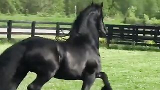 blackhorse