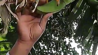 Fried Bananas