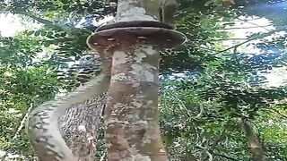 This is how a python climbs a tree