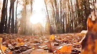Autumn leaves