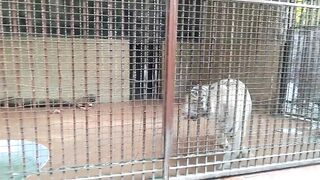 Little baby ki zoo me
