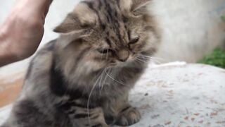 How Cat React When Seeing Stranger 1st Time - Running or Being Friendly 16? | Viral Cat