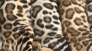 Sleeping all cats brother and stay friends home ????????