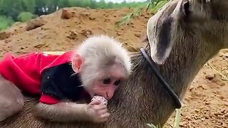 Monkey funny