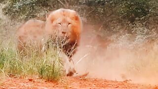 Lion Keller Entry ????