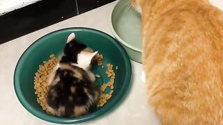 kitten in a plate