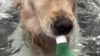 Funnydogs