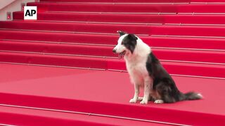 Messi, the dog from 'Anatomy of a Fall,' arrives at Cannes Film Festival.