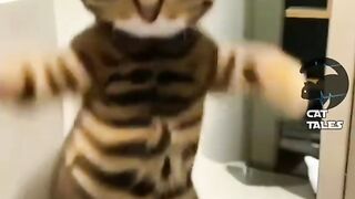 The kitten dance