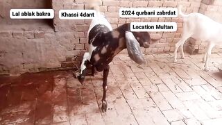 Goat for sale in Pakistan and Bangladesh