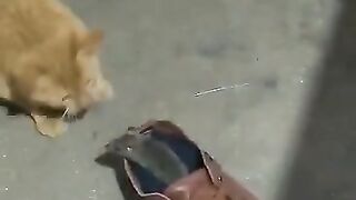 TikTok Vedio 216