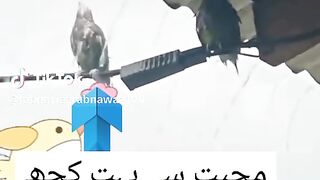 Birds